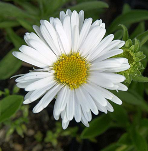 Alpenaster Albus - Aster alpinus - Gartenpflanze von Baumschule