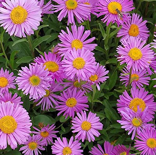 Alpenaster Happy End - Aster alpinus - Gartenpflanze von Baumschule