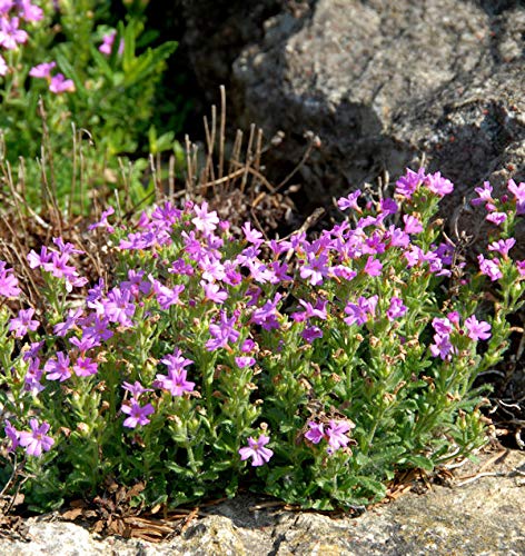 Alpenbalsam Dr Hähnle - Erinus alpinus - Gartenpflanze von Baumschule