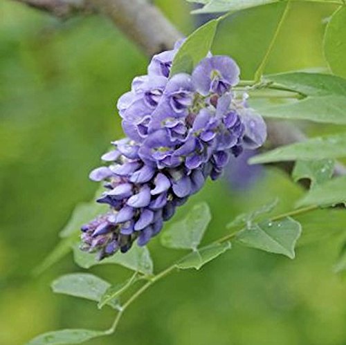 Amerikanischer Blauregen Rosea Longwood Purple 60-80cm - Wisteria frutescens - Gartenpflanze von Baumschule