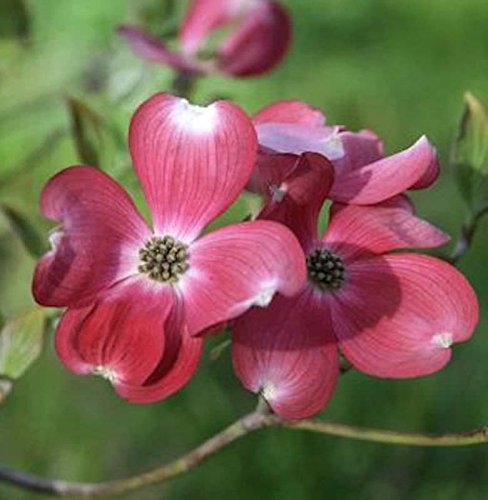 Amerikanischer Blumen Hartriegel Cherokee Princess 60-80cm - Cornus florida - Gartenpflanze von Baumschule