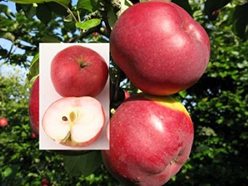 Apfelbaum Himbeerapfel von Holowausy 60-80cm - saftig und innen rötlich - Gartenpflanze von Baumschule