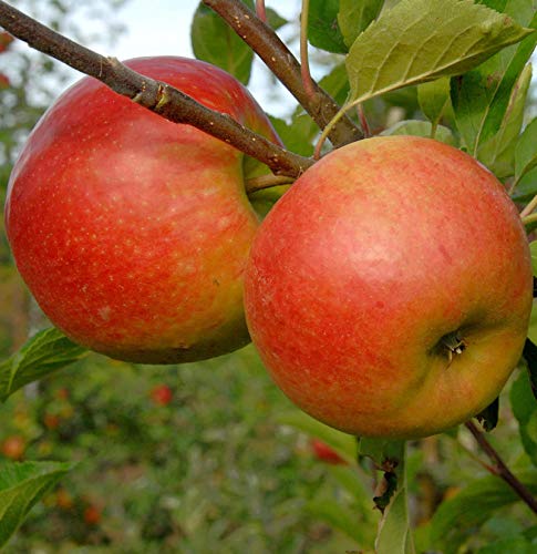 Apfelbaum Piros 60-80cm - ein Frühapfel - Gartenpflanze von Baumschule