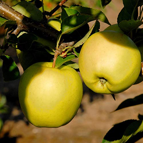 Apfelbaum Weißer Winterglockenapfel 60-80cm - eine milde Säure - Gartenpflanze von Baumschule