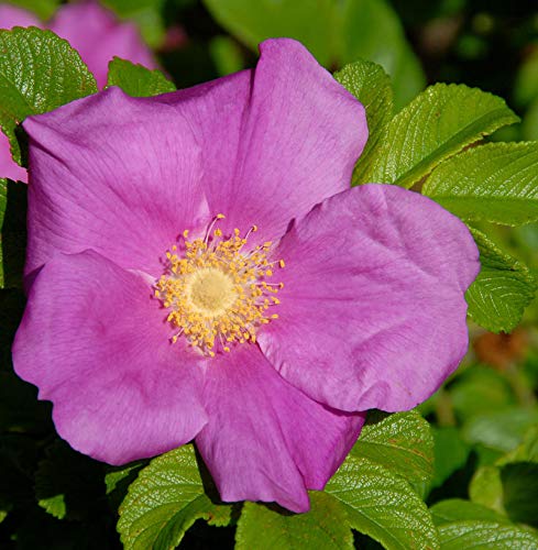 Apfelrose 40-60cm - Rosa rugosa - Gartenpflanze von Baumschule
