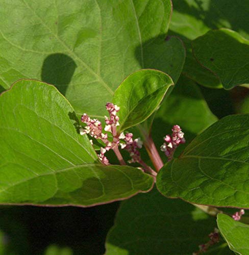 Asiatischer Salomonsiegel - Polygonatum roseum - Gartenpflanze von Baumschule
