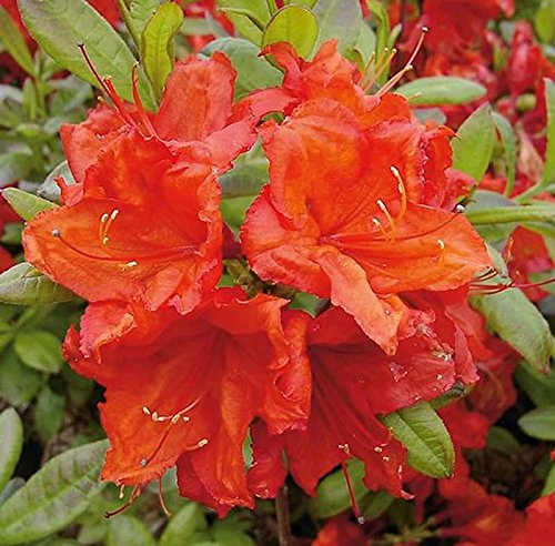 Azalee Feuerwerk 30-40cm - Rhododendron luteum - Alpenrose von Baumschule