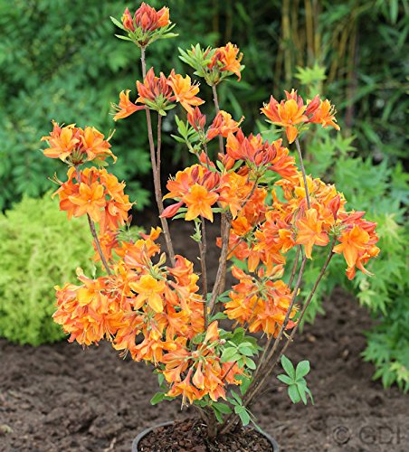 Azalee Goldflamme 40-50cm - Rhododendron luteum - Alpenrose von Baumschule