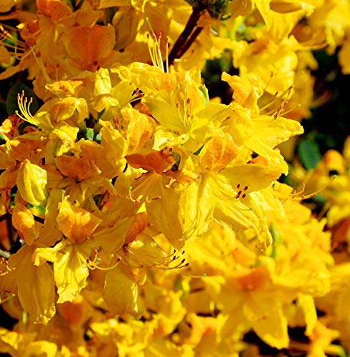 Azalee Goldpracht 50-60cm - Rhododendron luteum - Alpenrose von Baumschule