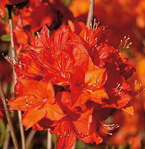 Azalee Parkfeuer 40-50cm - Rhododendron luteum - Alpenrose von Baumschule