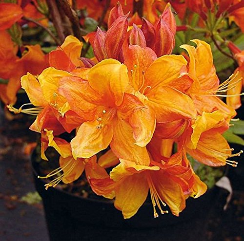 Azalee Sunny Boy 40-50cm - Rhododendron luteum - Alpenrose von Baumschule