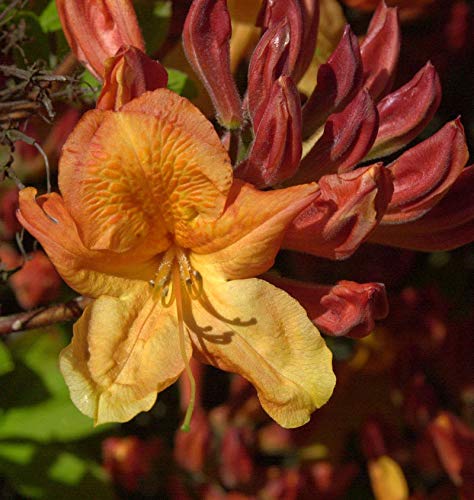 Azalee Sunte Nectarine 50-60cm - Rhododendron luteum - Alpenrose von Baumschule