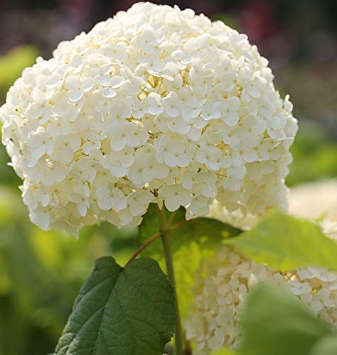 Ballhortensie Strong Annabelle 60-80cm - Hydrangea arborescens - Gartenpflanze von Baumschule