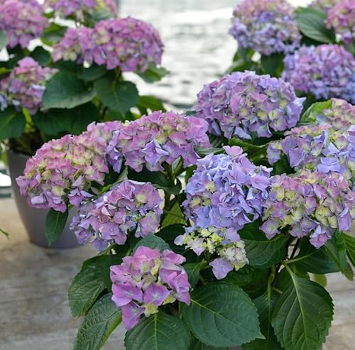Bauernhortensie Early Blue 30-40cm - Hydrangea macrophylla von Baumschule