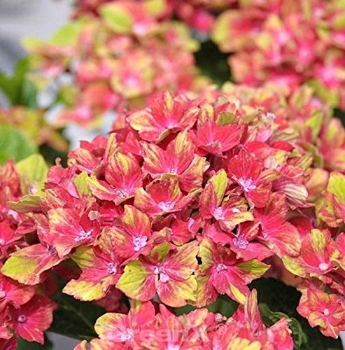 Bauernhortensie Schloss Wackerbarth 30-40cm - Hydrangea macrophylla - Gartenpflanze von Baumschule