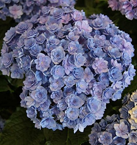 Bauernhortensie You&Me Together 30-40cm - Hydrangea macrophylla - Gartenpflanze von Baumschule