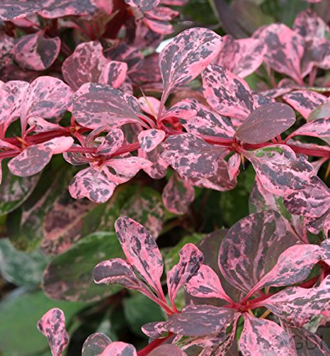 Beberitze Harlequin 20-30cm - Berberis thunbergii von Baumschule