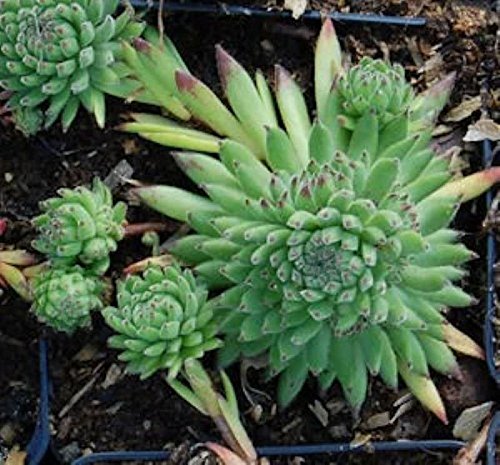 Berg Hauswurz - Sempervivum montanum - Gartenpflanze von Baumschule