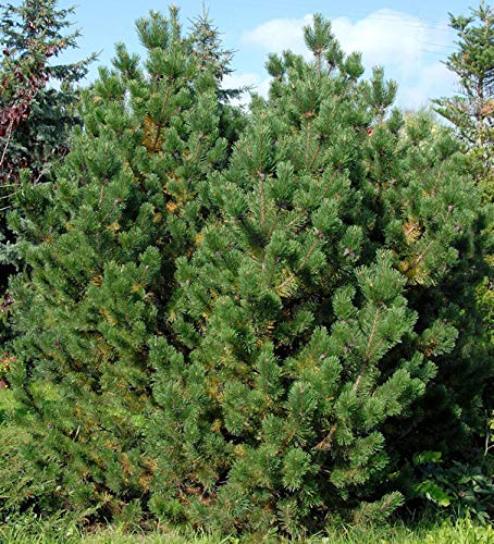 Bergkiefer Latschenkiefer 60-80cm - Pinus mugo - Gartenpflanze von Baumschule