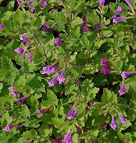 Bergminze Steinquendel - Calamintha grandiflora - Gartenpflanze von Baumschule