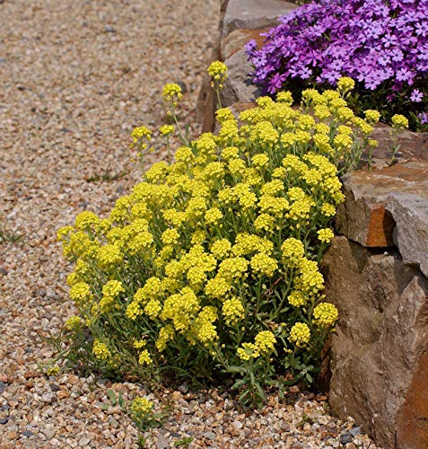 Bergsteinkraut Berggold - Alyssum montanum - Gartenpflanze von Baumschule