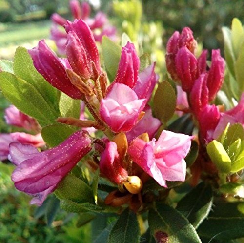 Bewimperte Alpenrose Typ Schnupper 10-15cm - Rhododendron hirsutum von Baumschule