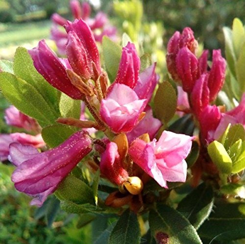 Bewimperte Alpenrose Typ Schnupper 15-20cm - Rhododendron hirsutum - Gartenpflanze von Baumschule