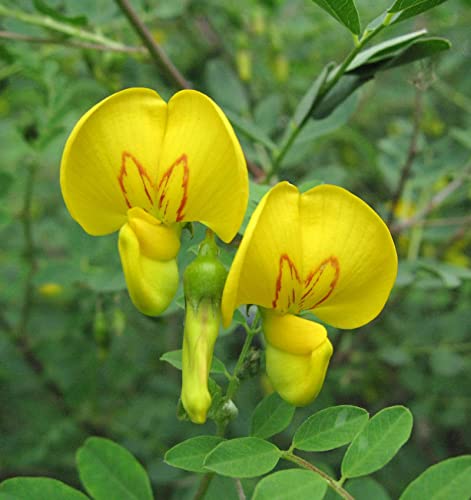 Blasenstrauch 30-40cm - Colutea arborecens - Gartenpflanze von Baumschule