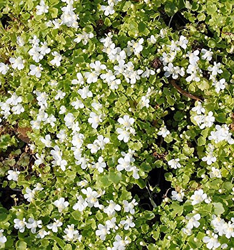 Blasses Zimbelkraut Alba - Cymbalaria pallida - Gartenpflanze von Baumschule