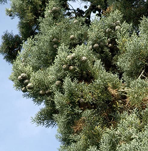Blaue Arizona-Zypresse Glauca 40-60cm - Cupressus arizonica - Gartenpflanze von Baumschule