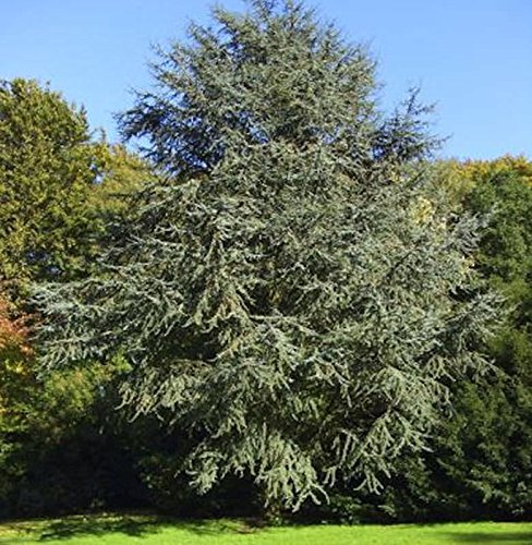 Blaue Atlaszeder 80-100cm - Cedrus atlantica - Gartenpflanze von Baumschule