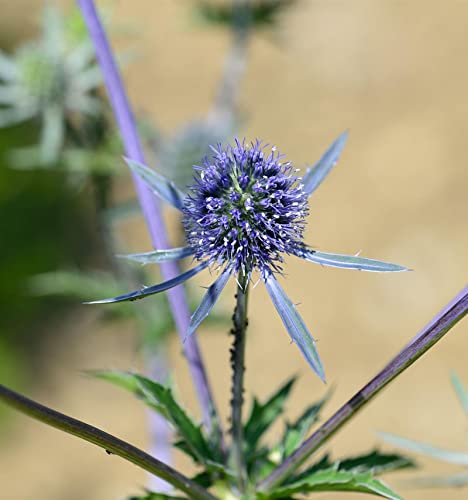 Blaue Edeldistel Blaukappe - Eryngium planum - Gartenpflanze von Baumschule