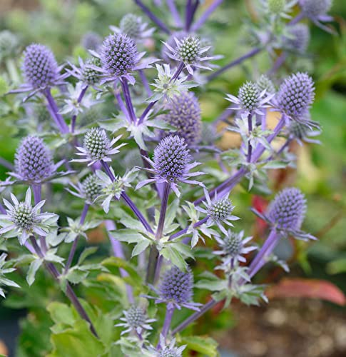 Blaue Edeldistel Blue Hobbit - Eryngium planum - Gartenpflanze von Baumschule