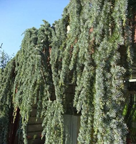 Blaue Hängezeder 60-80cm - Cedrus atlantica - Gartenpflanze von Baumschule