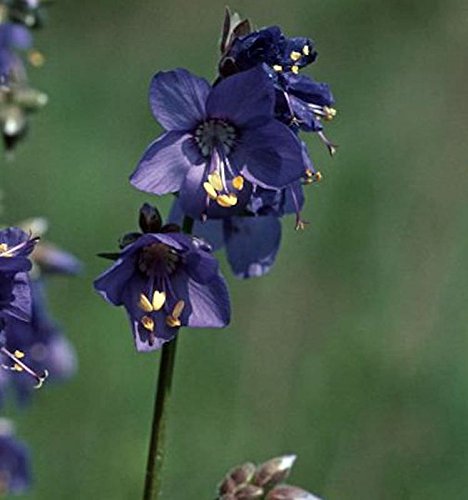 Blaue Himmelsleiter - Polemonium caeruleum - Gartenpflanze von Baumschule