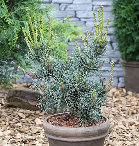 Blaue Mädchenkiefer Glauca 20-25cm - Pinus parviflora - Gartenpflanze von Baumschule