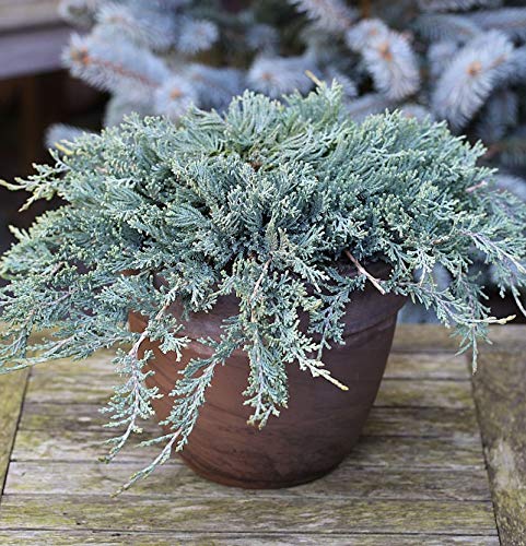 Blauer Kriechwacholder 15-20cm - Juniperus horizontalis - Gartenpflanze von Baumschule