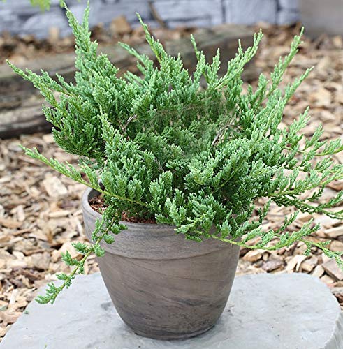 Blauer Kriechwacholder Blue Chip 15-20cm - Juniperus horizontalis von Baumschule