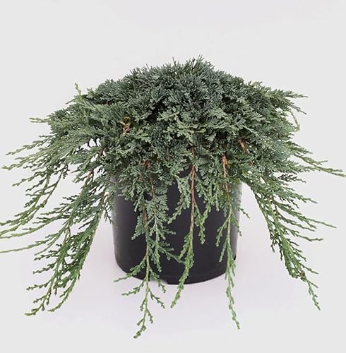 Blauer Kriechwacholder Ice Blue 25-30cm - Juniperus horizontalis von Baumschule