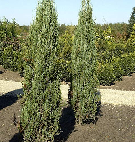 Blauer Raketenwacholder 30-40cm - Juniperus scopulorum von Baumschule