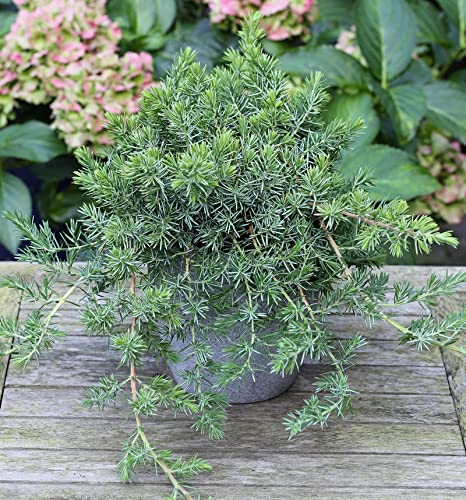 Blauer Sachalin Kriechwacholder Blue Pacific 20-25cm - Juniperus conferta Blauer Sachalin Kriechwacholder Blue Pacific 20-25cm - Juniperus conferta von Baumschule