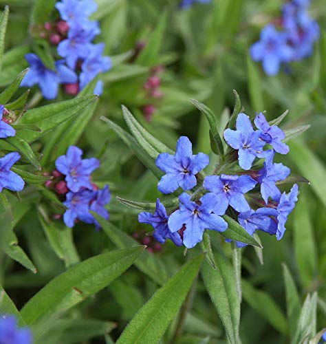 Blauer Steinsamen - Buglossoides purprocerulea - Gartenpflanze von Baumschule