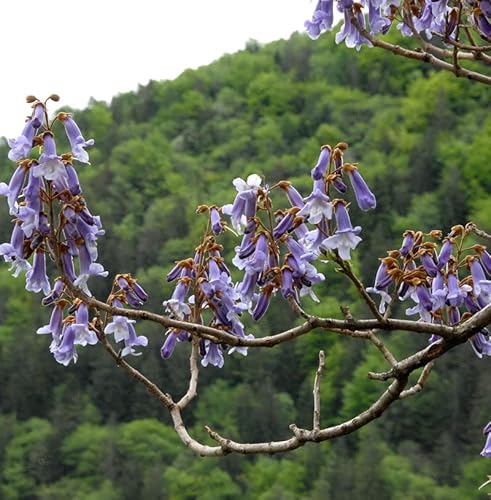 Blauglockenbaum Fast Blue 100-125cm - Paulownia fortunei - Gartenpflanze von Baumschule