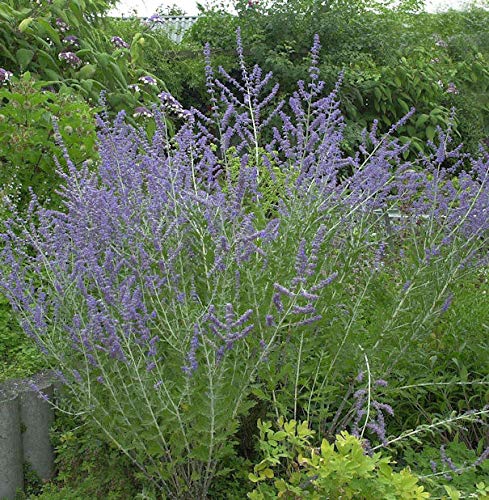 Blauraute Blue Spire 30-40cm - Perovskia atriplicifolia - Gartenpflanze von Baumschule