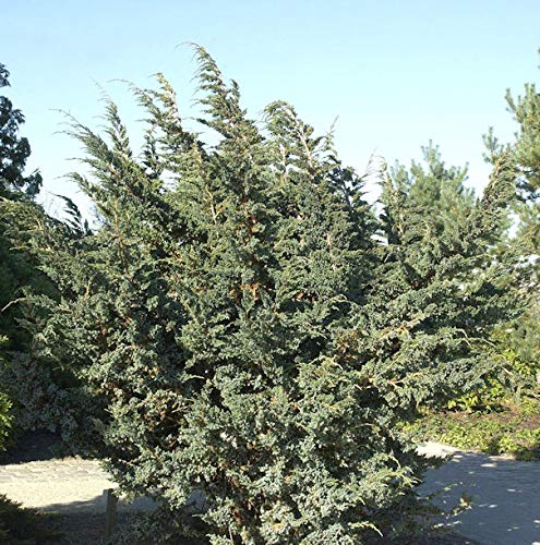 Blauzeder Wacholder 25-30cm - Juniperus squamata von Baumschule