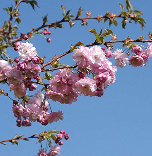 Blut Nelkenkirsche 40-60cm - Prunus serrulata - Gartenpflanze von Baumschule
