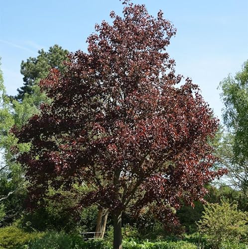 Blutahorn Faassens Black 125-150cm - Acer platanoides - Gartenpflanze von Baumschule