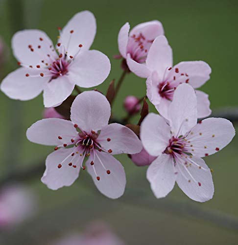 Blutpflaume 80-100cm - Prunus cerasifera - Gartenpflanze von Baumschule