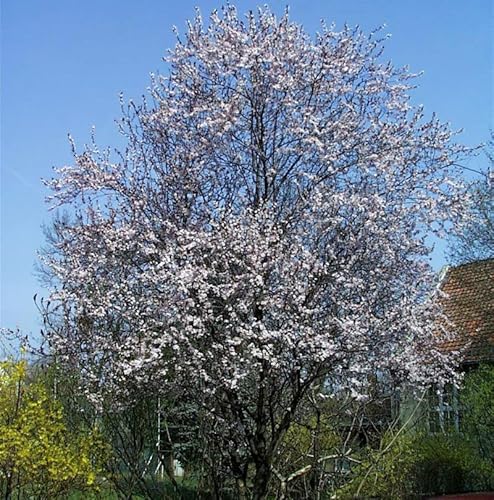 Blutpflaume Woodii 100-125cm - Prunus cerasifera - Gartenpflanze von Baumschule