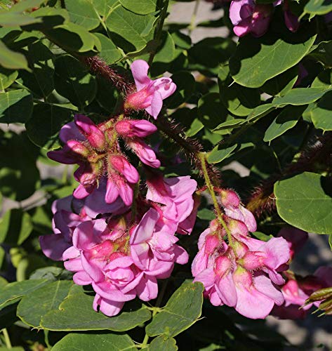 Borstenakazie Macrophylla 100-125cm - Robinia hispida Borstenakazie Macrophylla 100-125cm - Robinia hispida von Baumschule